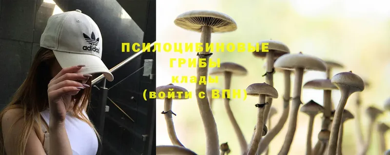 как найти закладки  ОМГ ОМГ как войти  Галлюциногенные грибы MAGIC MUSHROOMS  Ахтубинск 